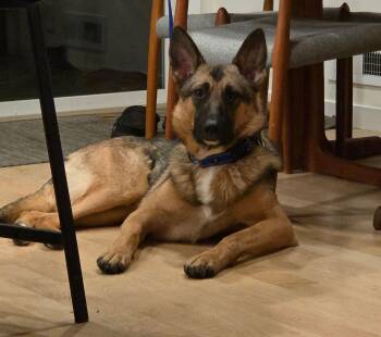 German Shepherd Dog Dogs Available for Adoption - Sir Ector | PetCurious