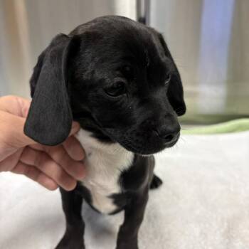 Dachshund and Pug Dogs Available for Adoption - Adrian Young | PetCurious