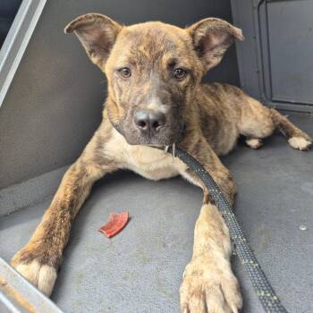 Terrier and Mixed Breed Dogs Available for Adoption in Montgomery, Alabama - Meg | PetCurious