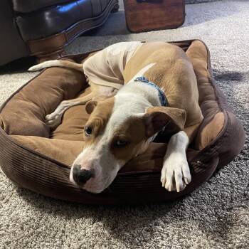 Pit Bull Terrier and Mixed Breed Dogs Available for Adoption - Alma | PetCurious