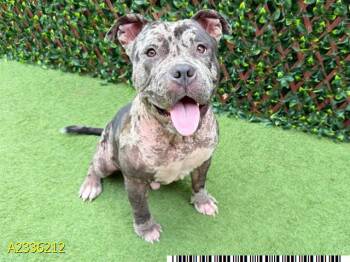 STUBBLE -  Mixed Breed Dog for Adoption in West Palm Beach, Florida - STUBBLE | PetCurious
