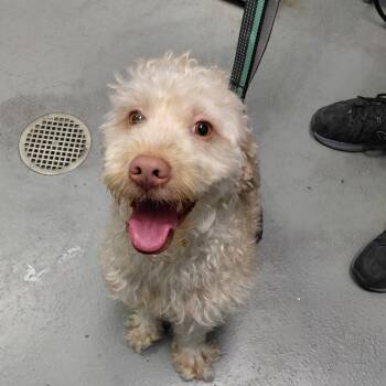 Teddy -  Labrador Retriever and Miniature Poodle Dog for Adoption in Philadelphia, Pennsylvania - Teddy | PetCurious