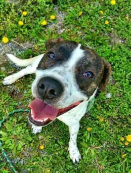 Peter -  Plott Hound Dog for Adoption in Williamsport, Pennsylvania - Peter | PetCurious