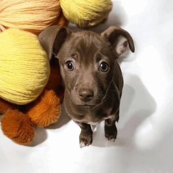 Rescue Chihuahua Dogs for Adoption in Knoxville, Tennessee - Nemy | PetCurious