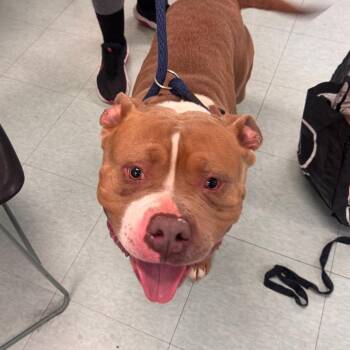 Pit Bull Terrier Dogs Available for Adoption in Philadelphia, Pennsylvania - Drexel | PetCurious