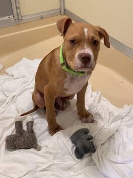Bulldog Dogs Available for Adoption in Pawleys Island, South Carolina - Larry | PetCurious