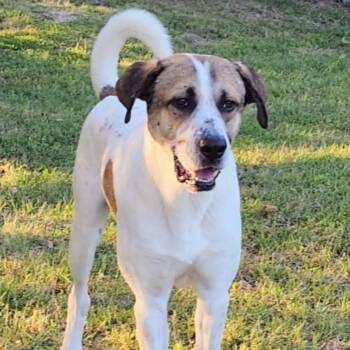 Great Pyrenees and Labrador Retriever Dogs Available for Adoption in Corsicana, Texas - Timon | PetCurious