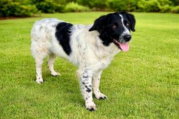 English Springer Spaniel Dogs Available for Adoption in Maryville, Tennessee - Fuzz Aldrin | PetCurious