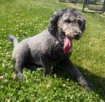 Remi -  Poodle Dog for Adoption in Lagrange, Indiana - Remi | PetCurious