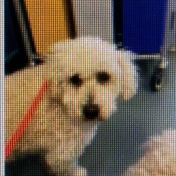 Poodle Dogs Available for Adoption - Wendy | PetCurious