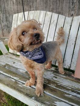 Yorkshire Terrier Dogs Available for Adoption in Hinton, West Virginia - Hoey(12yo, 15lbs) | PetCurious