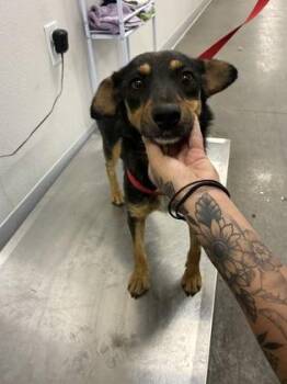 Arizona -  Terrier and Chihuahua Dog for Adoption in Fresno, California - Arizona | PetCurious