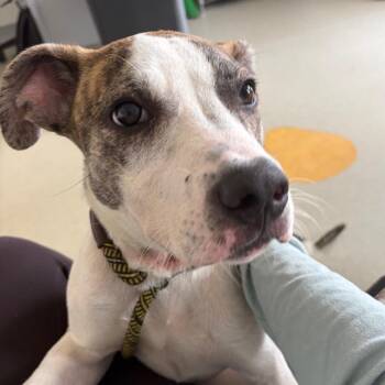 Wedgewood -  Mountain Cur and Terrier Dog for Adoption in Nashville, Tennessee - Wedgewood | PetCurious