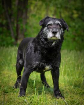 Terrier Dogs Available for Adoption in Bridgeport, Connecticut - Hudson | PetCurious
