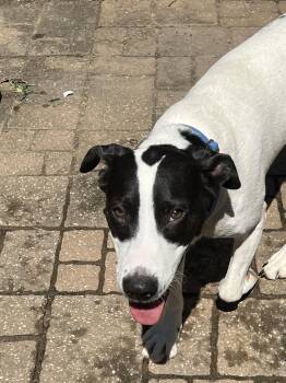 Ketel -  Husky Dog for Adoption - Ketel | PetCurious