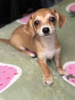 Macy -  Dachshund and Chihuahua Dog for Adoption in Yuba City, California - Macy | PetCurious