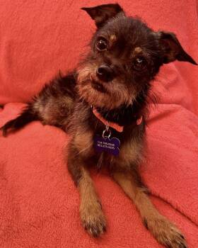 Rosie -  Chihuahua and Terrier Dog for Adoption in Corona, California - Rosie | PetCurious