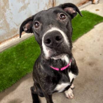 Rescue Labrador Retriever and Hound Dogs for Adoption in Redwood Valley, California - Azula | PetCurious