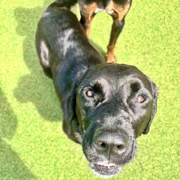 Lyra -  Labrador Retriever and Mixed Breed Dog for Adoption in Parkersburg, West Virginia - Lyra | PetCurious