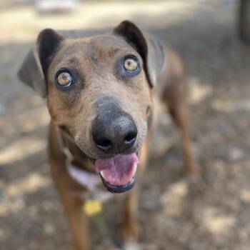 Pit Bull Terrier Dogs Available for Adoption - Grable | PetCurious