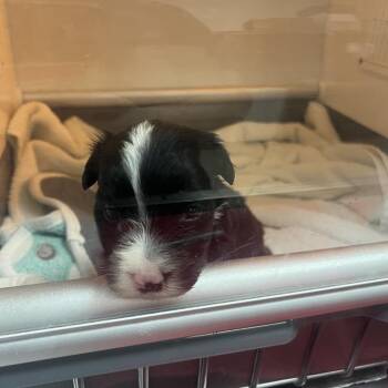 Terrier Dogs Available for Adoption in Pasadena, California - Butler | PetCurious