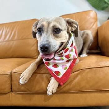 Sandy Sweet Babygirl -  Labrador Retriever and Pit Bull Terrier Dog for Adoption in Friendswood, Texas - Sandy Sweet Babygirl | PetCurious