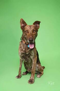 Rescue Dutch Shepherd Dogs for Adoption in Houston, Texas - DUTCH | PetCurious