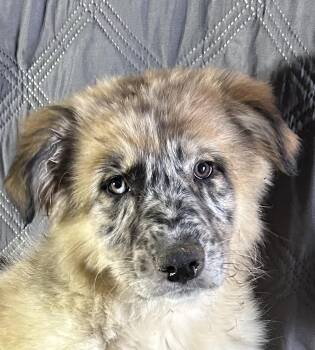 Australian Shepherd and Great Pyrenees Dogs Available for Adoption - Ruby  | PetCurious
