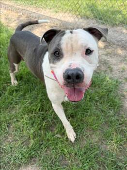A372219 -  American Staffordshire Terrier and Mixed Breed Dog for Adoption in Conroe, Texas - A372219 | PetCurious