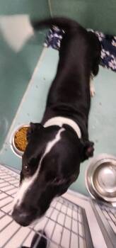 Rescue Pit Bull Terrier Dogs for Adoption in Roanoke, Virginia - Mr. Smee | PetCurious