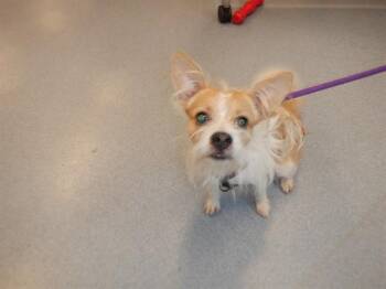 STEVEN -  Chihuahua Dog for Adoption in San Jose, California - STEVEN | PetCurious