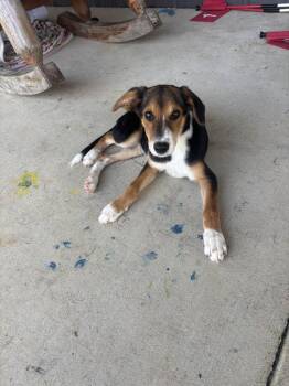 Alfonso -  Hound and Beagle Dog for Adoption in Lawrenceburg, Tennessee - Alfonso | PetCurious
