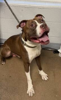 Rescue Mixed Breed Dogs for Adoption in West Chester, Pennsylvania - Henri | PetCurious