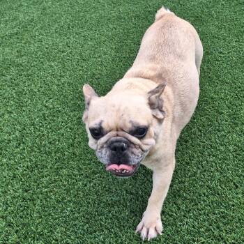 Croissant 2943 -  French Bulldog Dog for Adoption in Loxahatchee Groves, Florida - Croissant 2943 | PetCurious