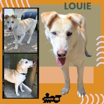 Retriever Dogs Available for Adoption in Lindsay, California - Louie | PetCurious