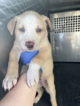 Rescue Siberian Husky Dogs for Adoption in Woodland, California - A223255 | PetCurious