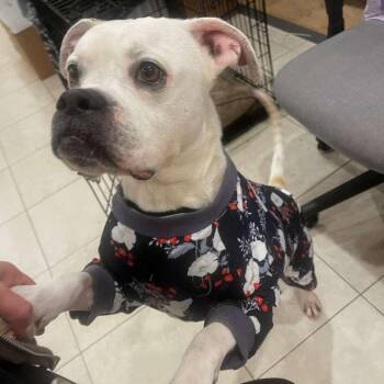 Boxer Dogs Available for Adoption in West Miami, Florida - Reff | PetCurious