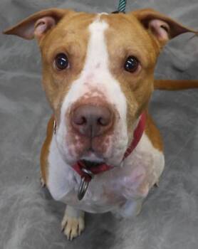 Rescue Pit Bull Terrier and Shar Pei Dogs for Adoption in Thief River Falls, Minnesota - Dewey | PetCurious