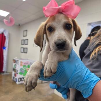 260612K079 - Oat -  Mixed Breed Dog for Adoption in Enterprise, Alabama - 260612K079 - Oat | PetCurious