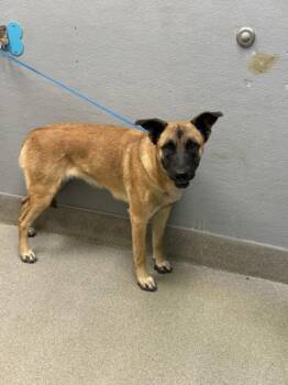 Rescue German Shepherd Dog Dogs for Adoption in Las Vegas, Nevada - LEMON | PetCurious