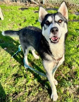 Rescue Siberian Husky Dogs for Adoption in Salem, Oregon - Nikita | PetCurious