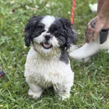 Yoshi -  Maltese and Shih Tzu Dog for Adoption in Locust Fork, Alabama - Yoshi | PetCurious