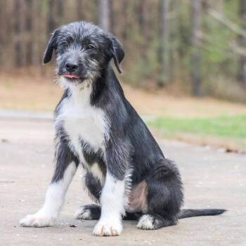 Terrier Dogs Available for Adoption - Hemingway | PetCurious