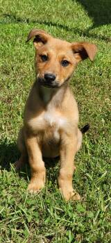 Mixed Breed Dogs Available for Adoption in Marion, Mississippi - Michelle | PetCurious
