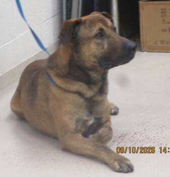 Tucker (883) -  Shepherd Dog for Adoption in Marietta, Georgia - Tucker (883) | PetCurious