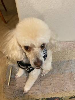 Casey -  Miniature Poodle Dog for Adoption in Beverly Hills, California - Casey | PetCurious