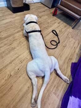 Ghostbuster -  Mixed Breed and American Staffordshire Terrier Dog for Adoption in Austin, Texas - Ghostbuster | PetCurious