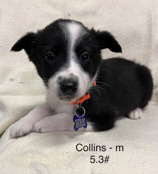 Rescue Australian Shepherd Dogs for Adoption in Hillside, Illinois - Collins | PetCurious