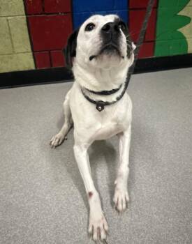 Plott Hound Dogs Available for Adoption in Indianapolis, Indiana - CHECKERS | PetCurious