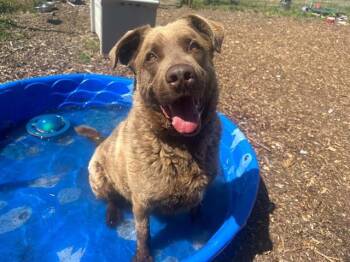 ALTON -  Chesapeake Bay Retriever and Mixed Breed Dog for Adoption in Mckinleyville, California - ALTON | PetCurious